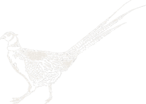 Hang-tag drawing, Pheasant Pelt.