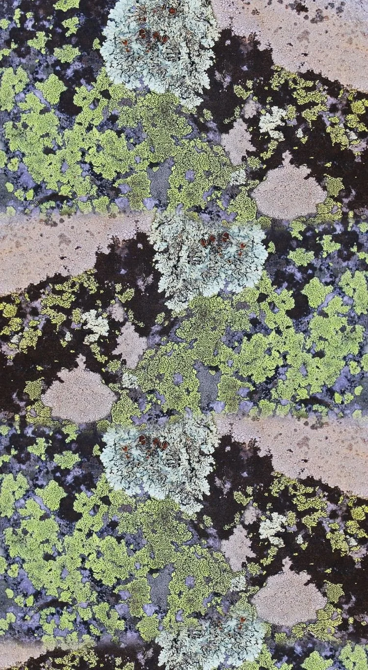 The TP Lichen print.