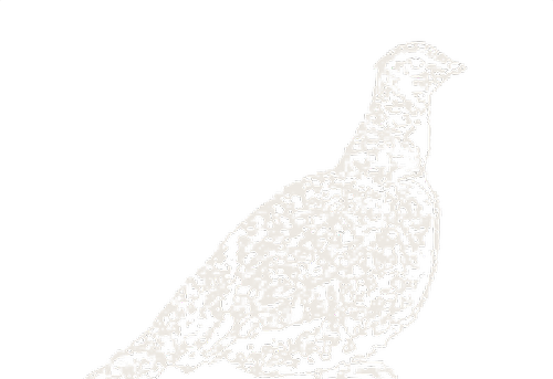 Hang-tag drawing, Sharp Tailed Grouse.