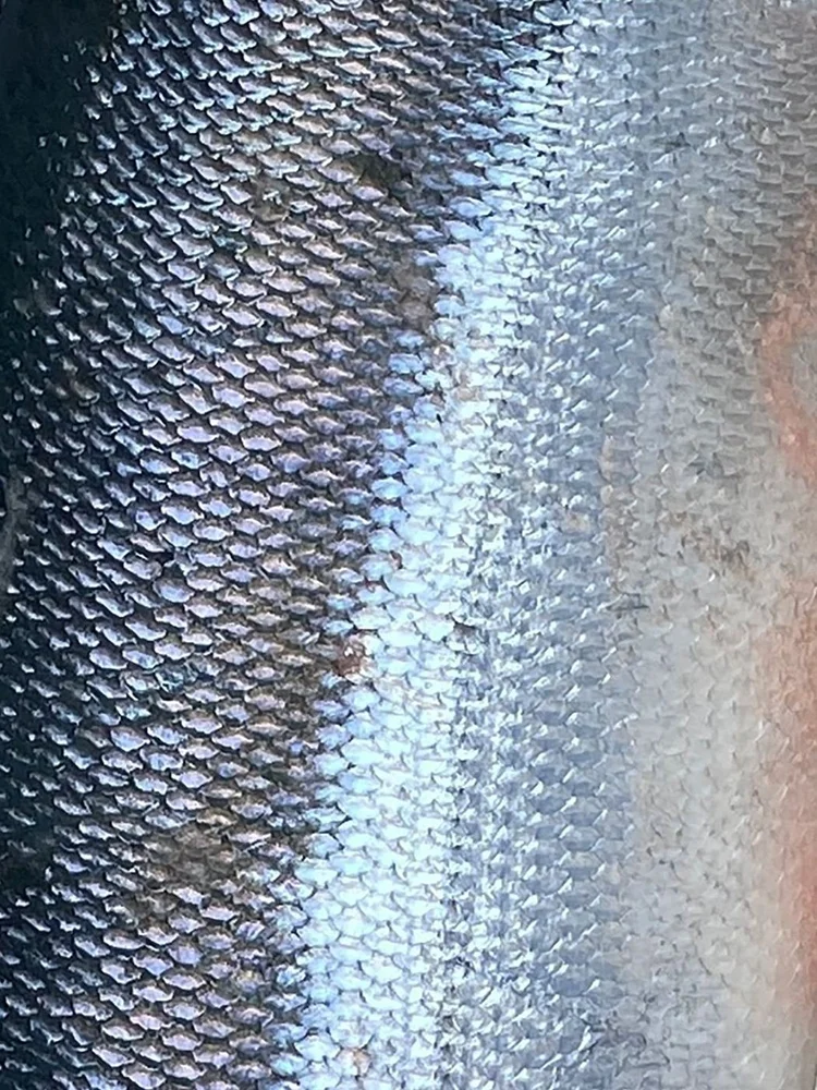Sockeye salmon skin.
