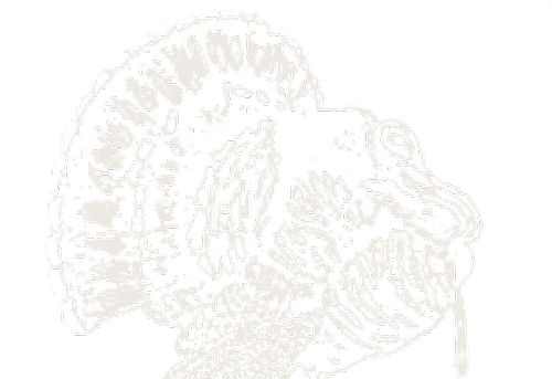 Hang-tag drawing, Turkey Feather.