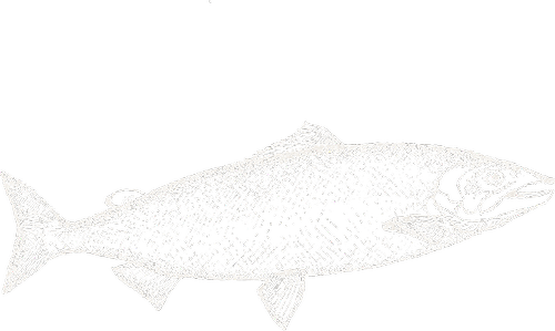 Hang-tag drawing, Sockeye.