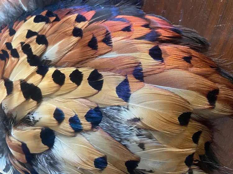 Copper and black feathers of a rooster pheasant.
