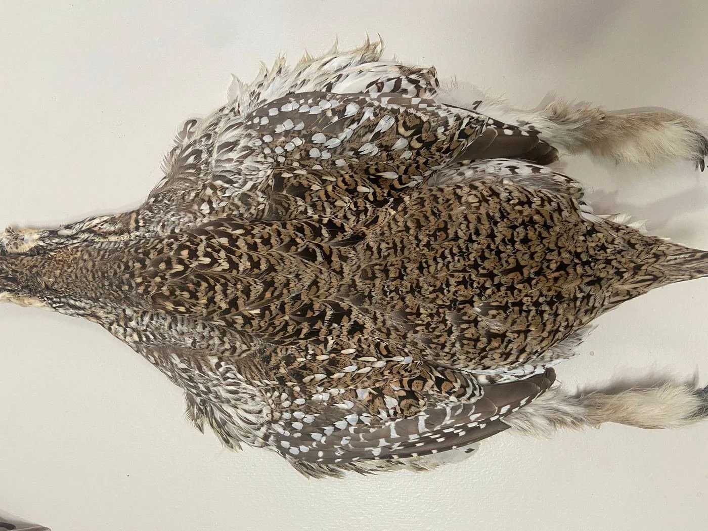 A sharp-tailed grouse.