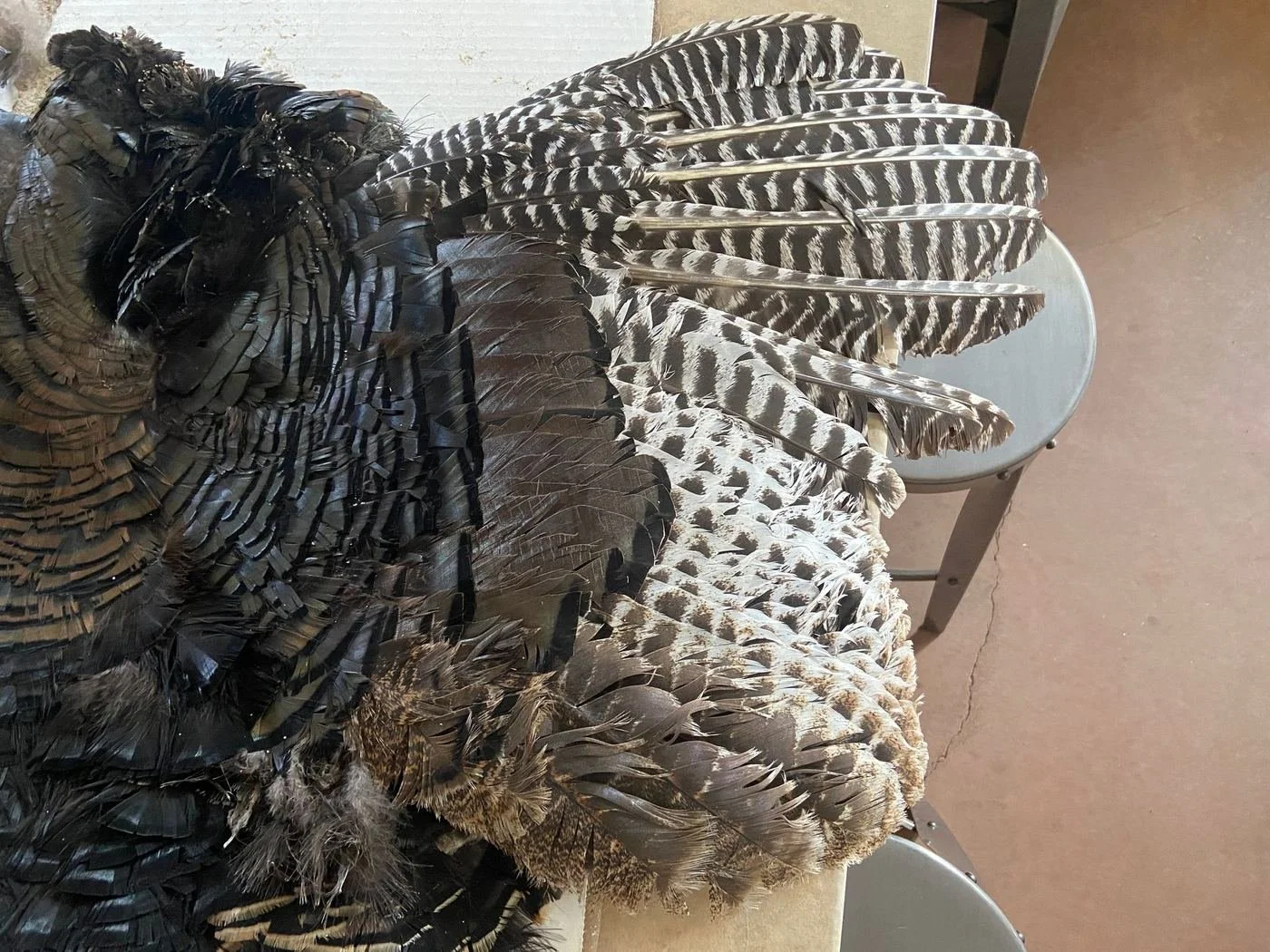 A wild turkey gobbler, wings spread.