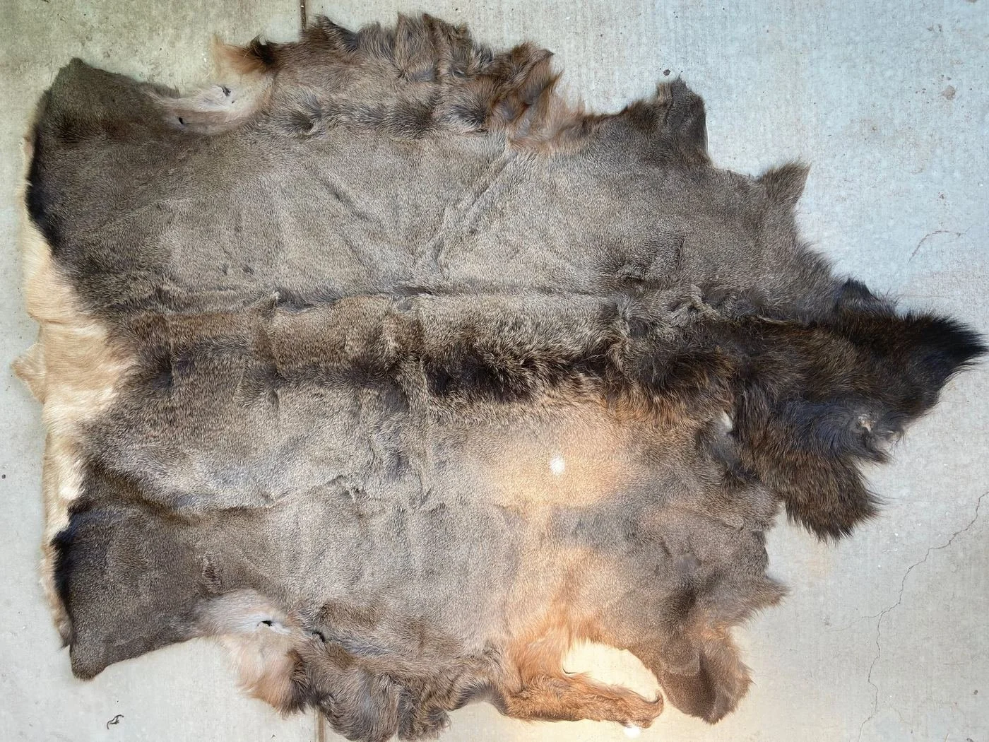 The tanned hide of a Rocky Mountain cow elk, the photograph behind the Moonlight Elk print.