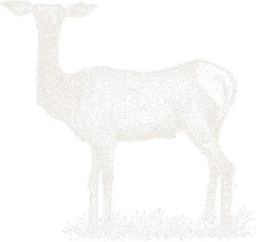 Hang-tag drawing, Elk.