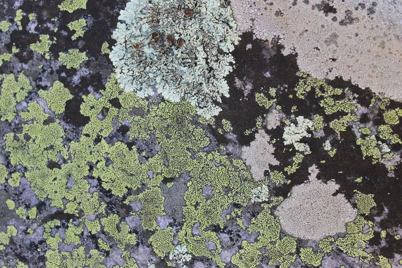 Lichen on rock near Tres Piedras, New Mexico.