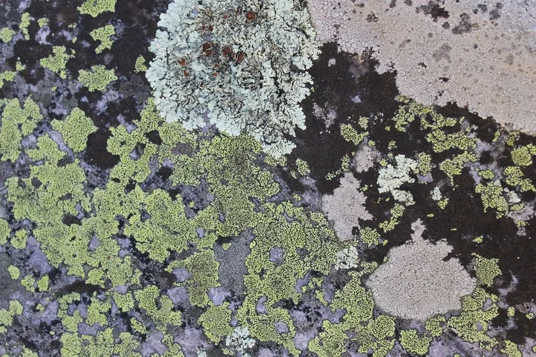 Lichen on rock near Tres Piedras.