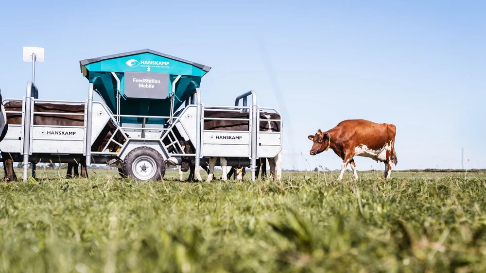Hanskamp FeedStation Mobile out at grass, with dairy cows feeding at it and a cow walking past