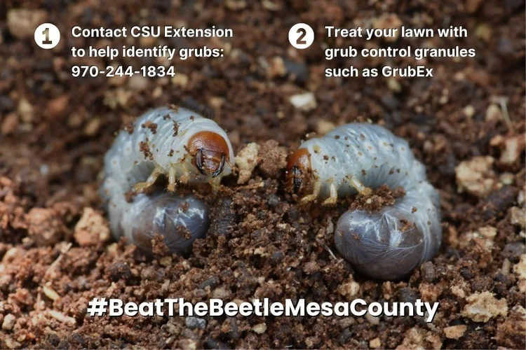 2 larvae Japanese beetles. There is text with the CSU extension phone number to help identify grubs. The number is 970-244-1834. The other text says to treat your lawn with grub control granules such as GrubEx. 
