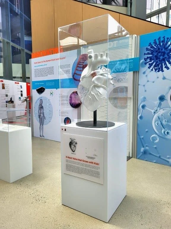 Pediatric Heart Valve Display (Draper Museum Piece) Pediatric Heart Valve Display (Draper Museum Piece)