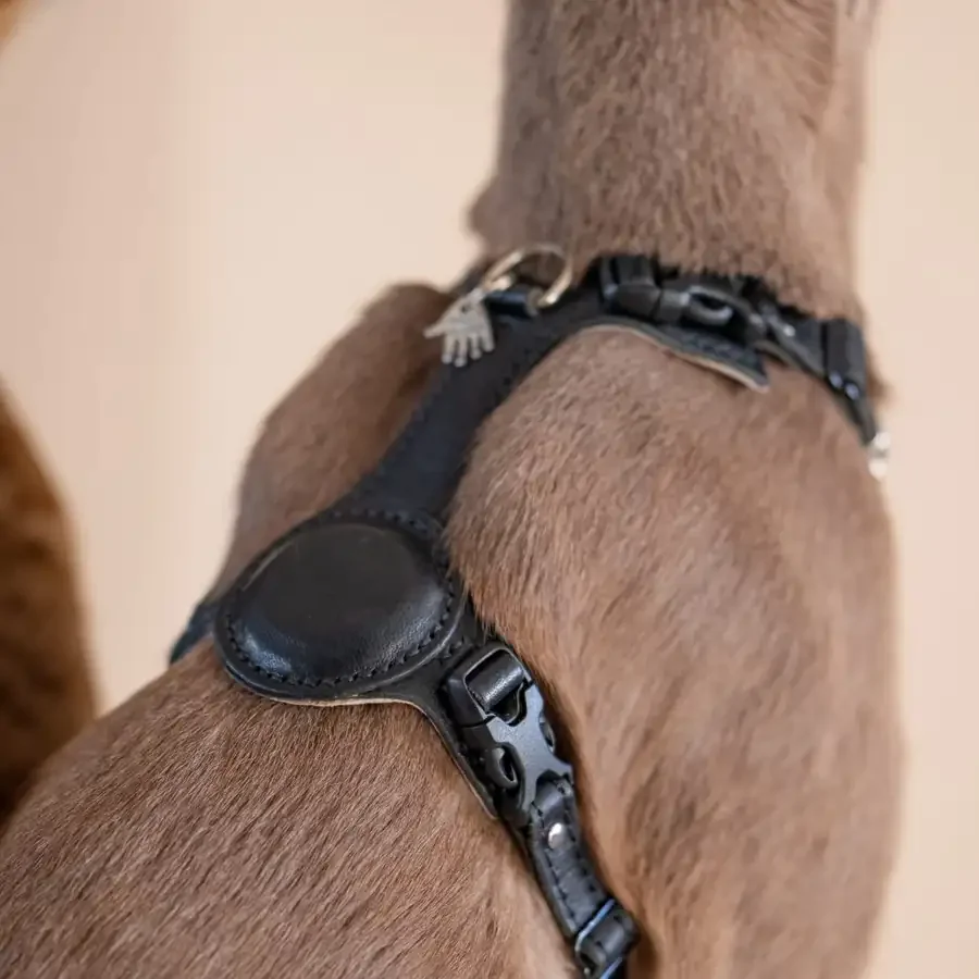 A cat wearing an AirTag-ready leather harness