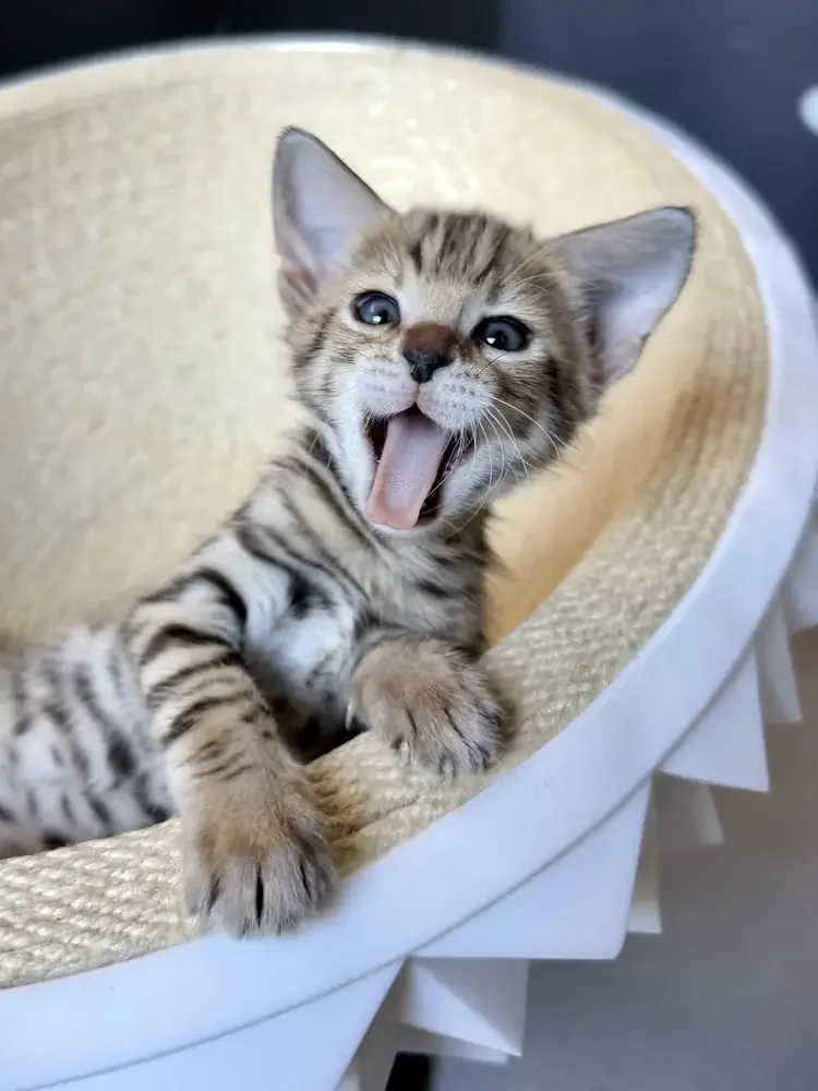 Aventador, winter litter kitten