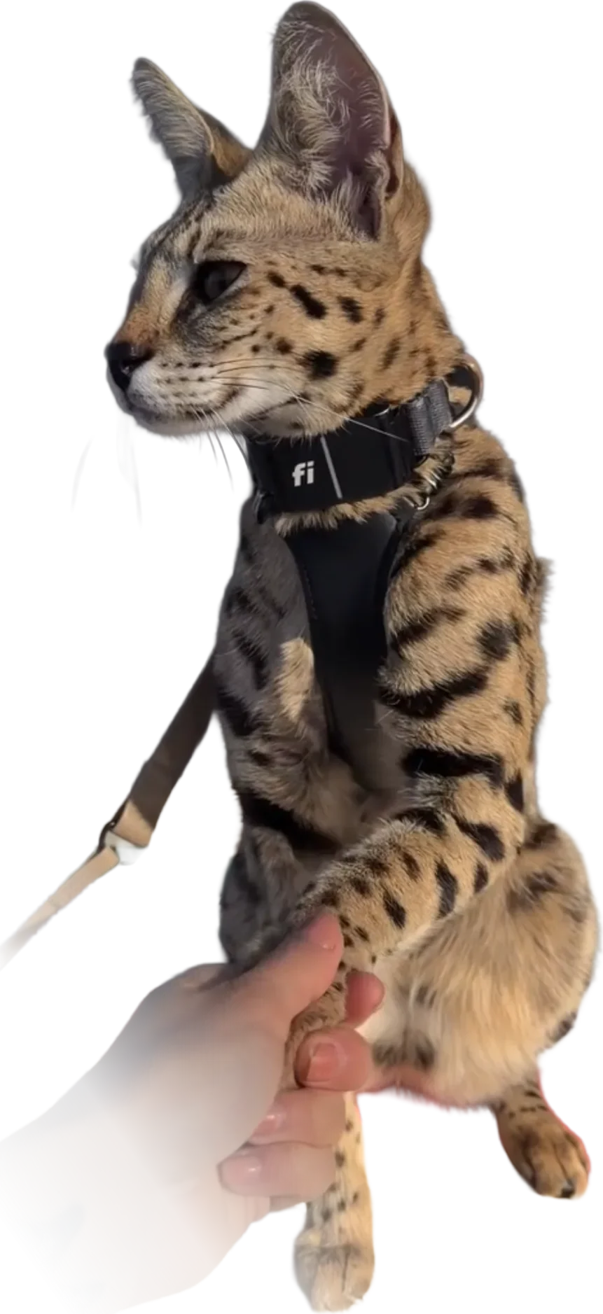 A harness-trained SavCats Savannah giving a high five