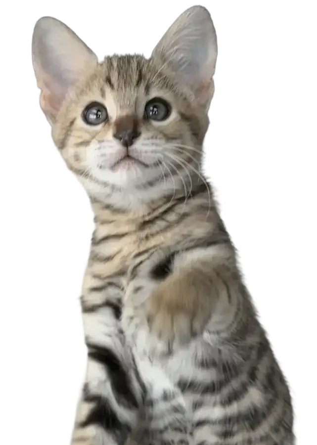 A Savannah kitten