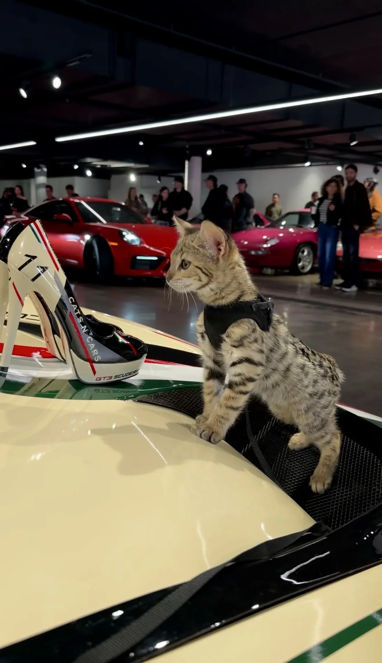 A harness-trained SavCats Savannah kitten at a car show
