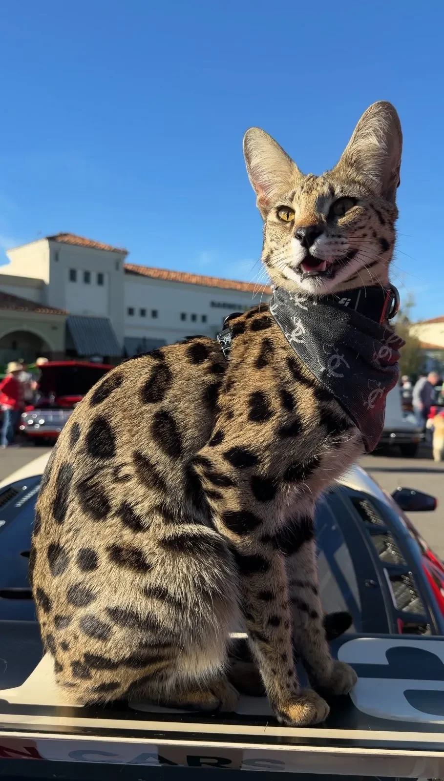 Porsche, the Queen, sitting on a sports car at a car show