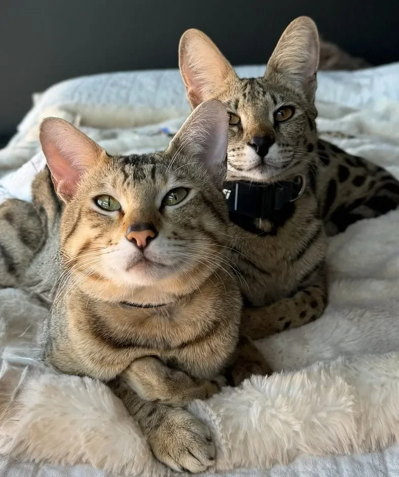 Porsche and Rari at home together