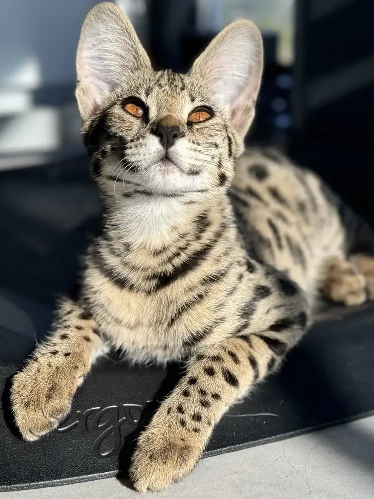 Savannah cat