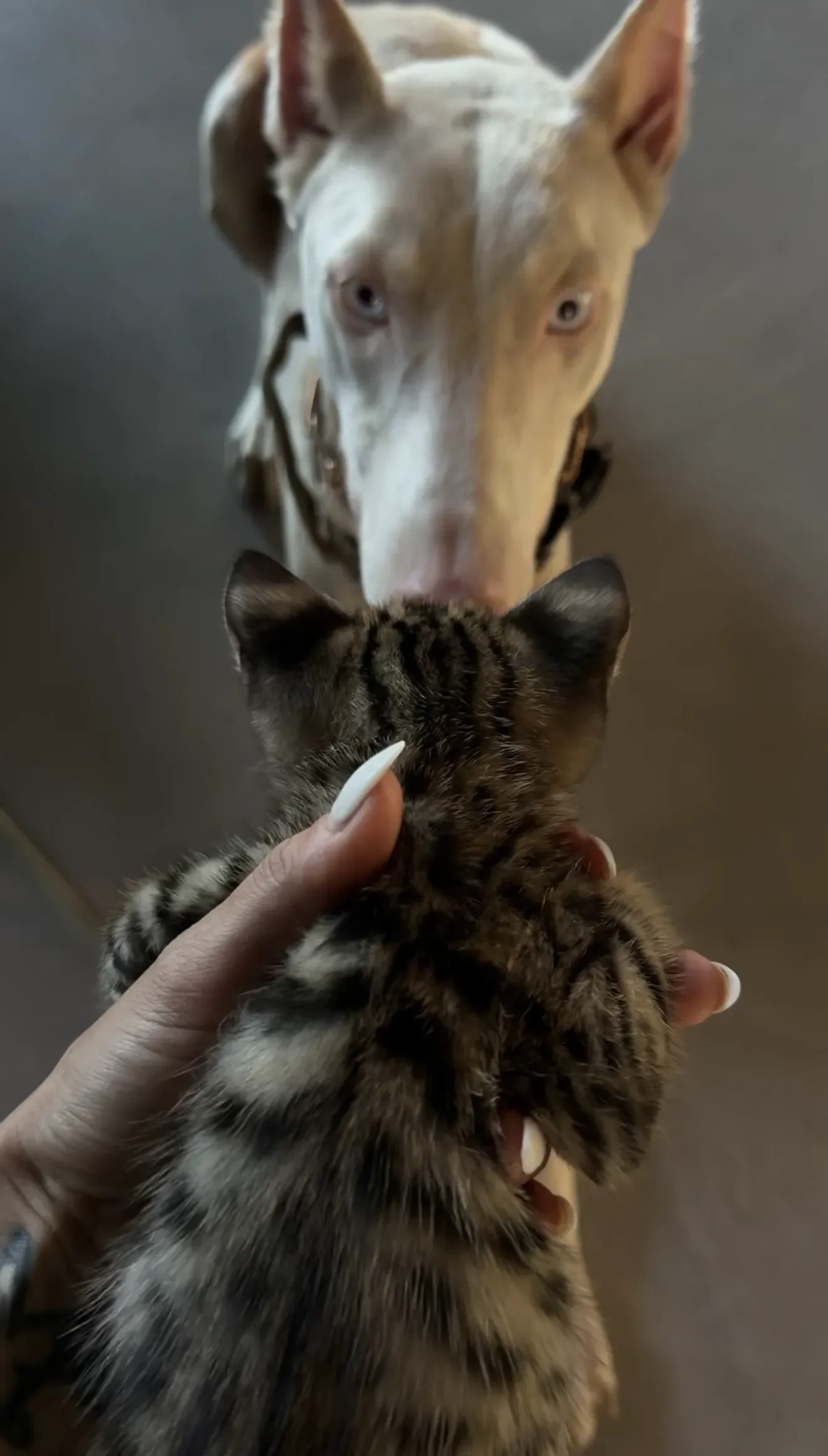 A SavCats Savannah kitten socialized nose-to-nose with the family dog
