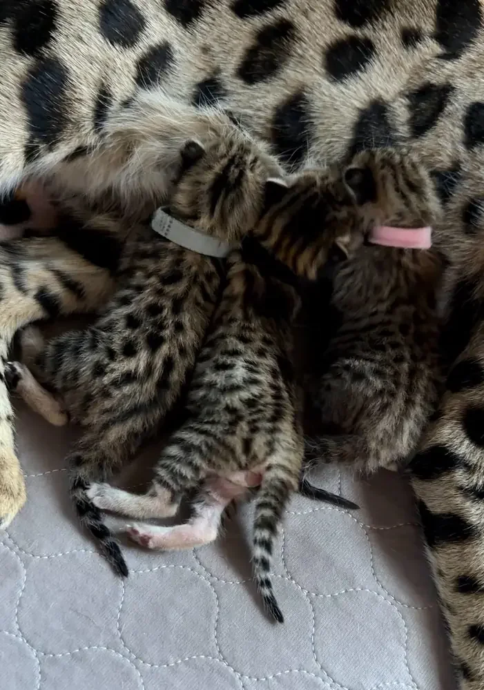 SavCats F2 Summer litter kittens