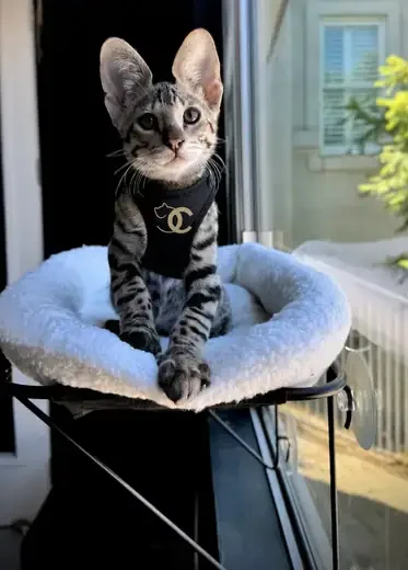Scud on his window perch in a SavCats harness