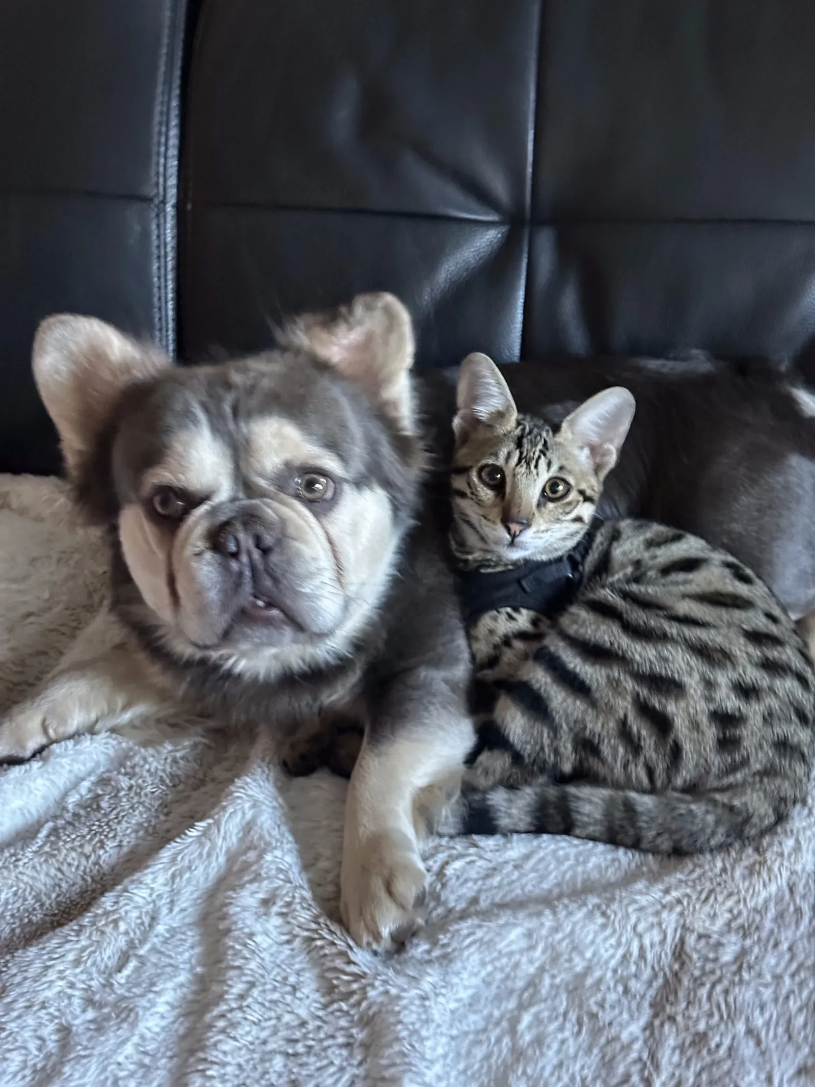A harness-trained Savannah kitten relaxing with a French Bulldog