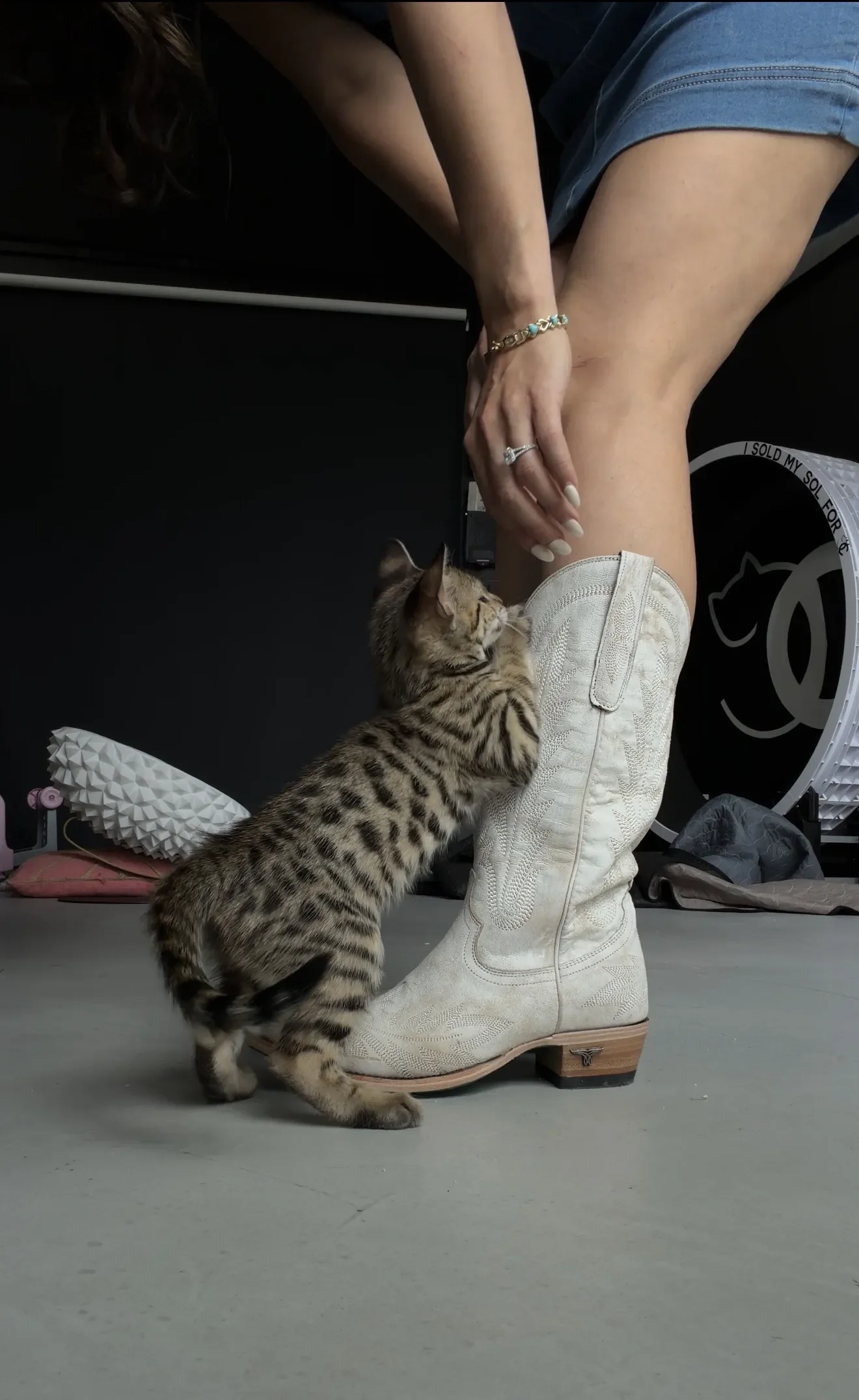 A SavCats kitten greeting their person at home
