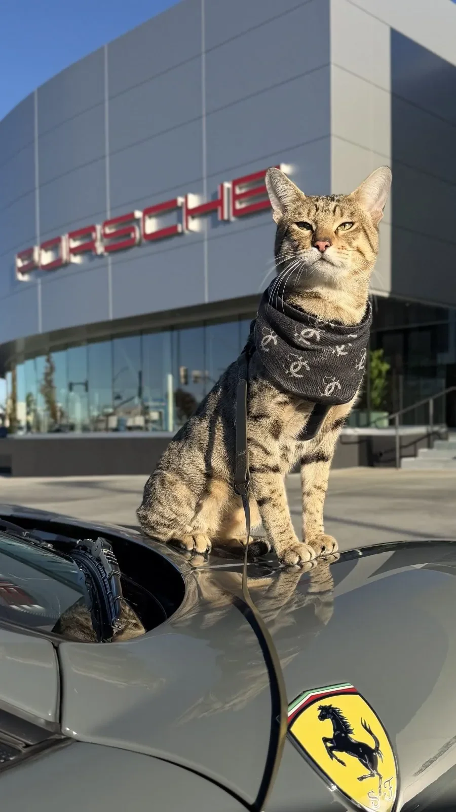 Rari, the King, sitting on a Ferrari outside a Porsche dealership
