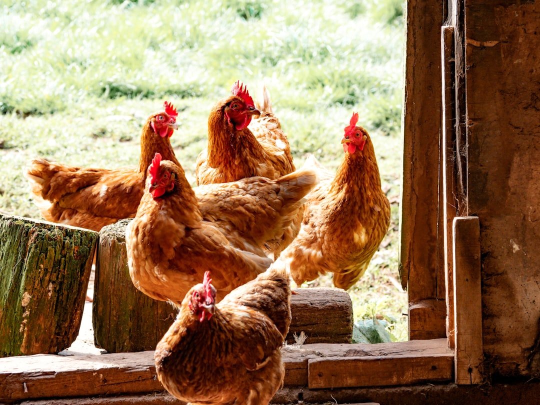 Chickens at Crown Point
