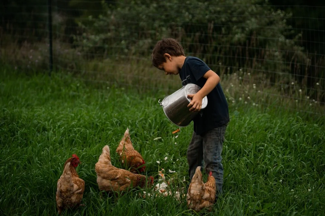 Feeding chickens at Crown Point