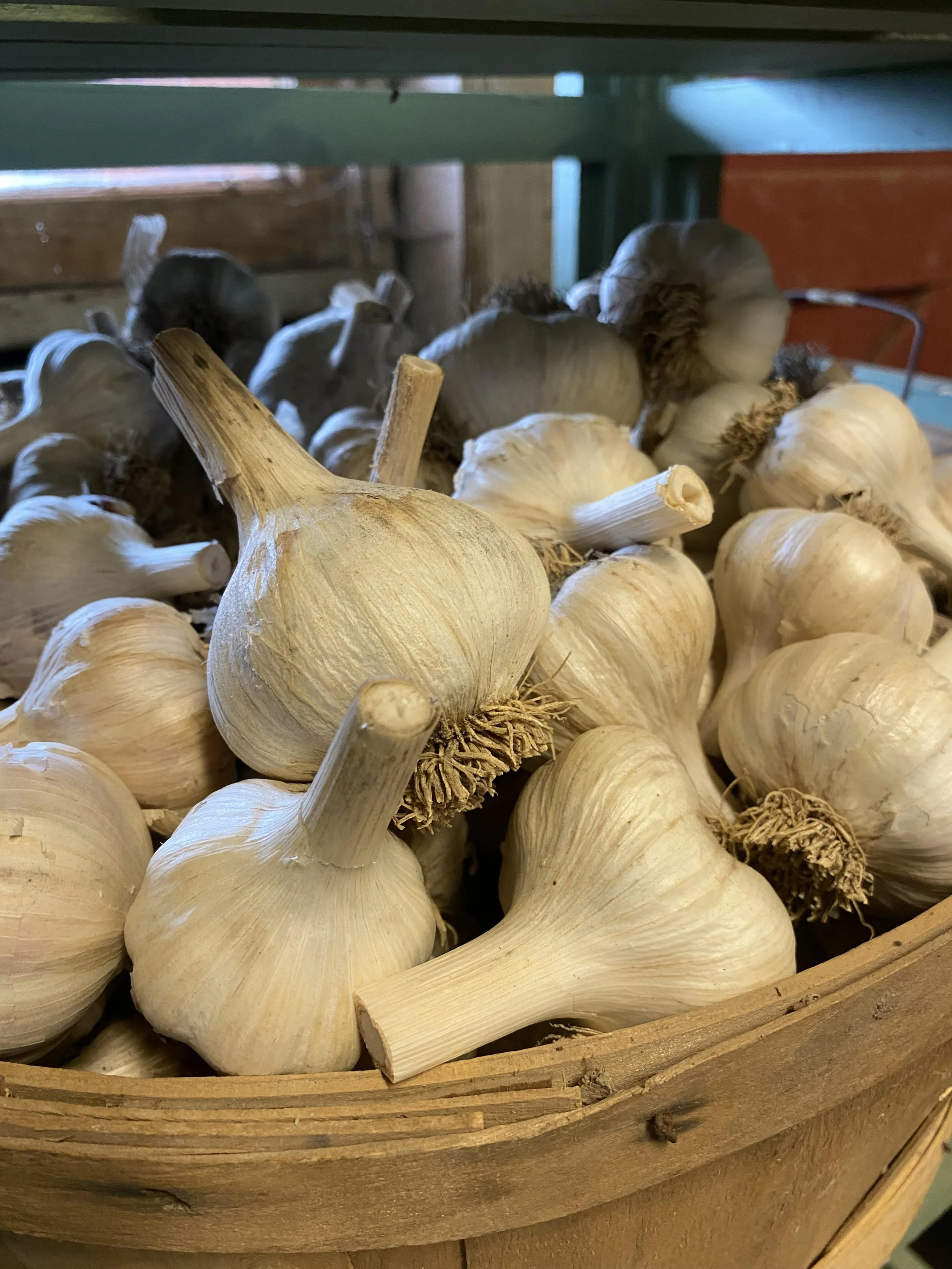 Garlic