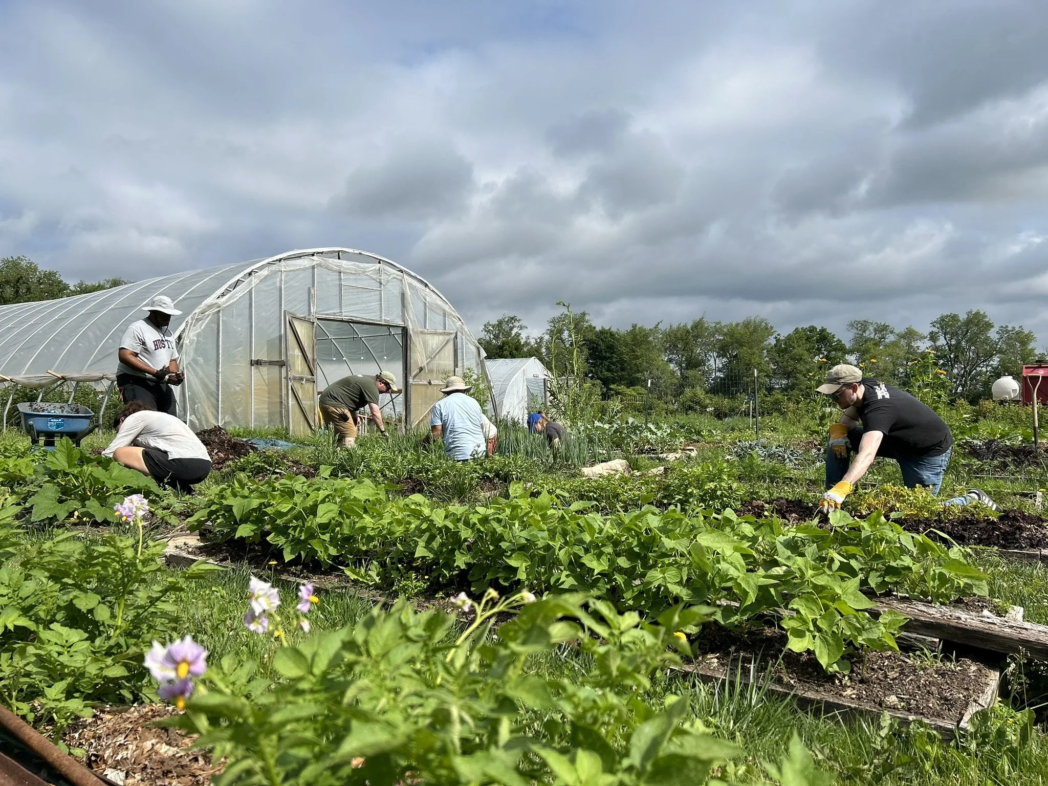 Volunteers at work on the Crown Point farm