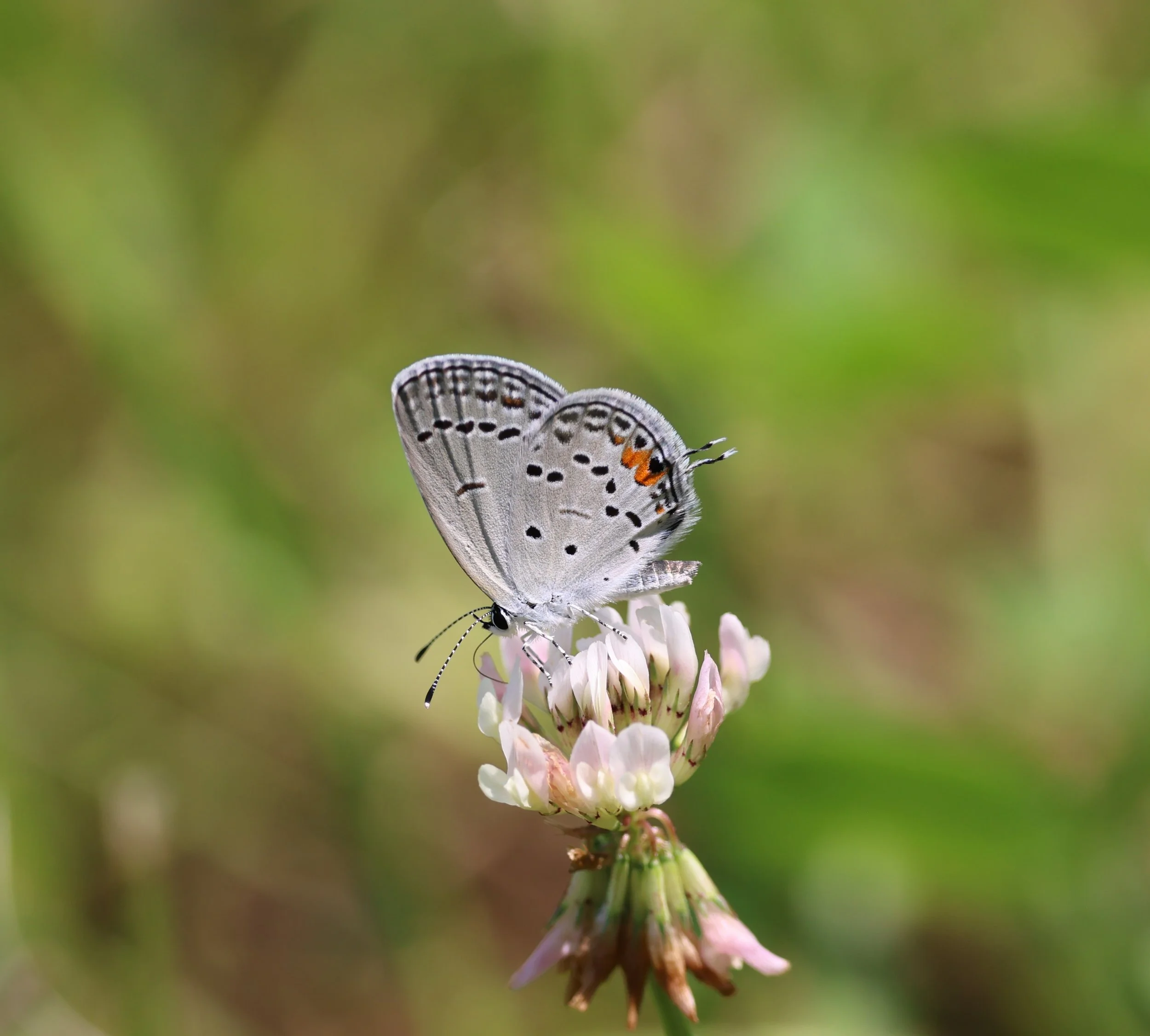 Pollinators