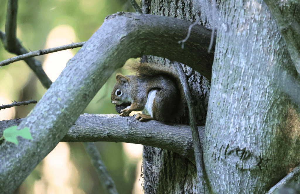 A red squirrel in the trees