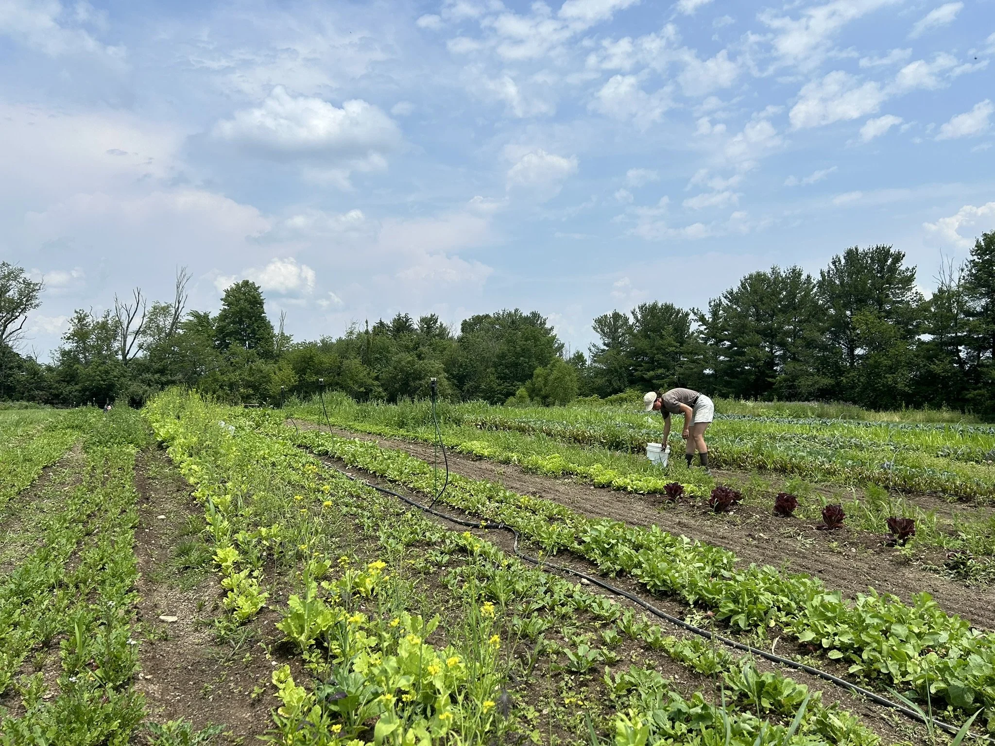 The farm at Crown Point