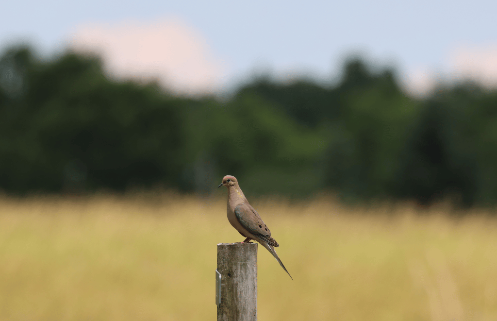 A mourning dove in the meadows of Crown Point
