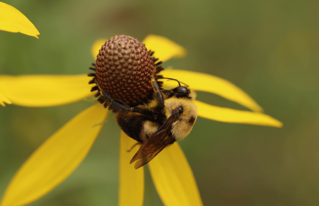 A bumblebee pollinating a flower