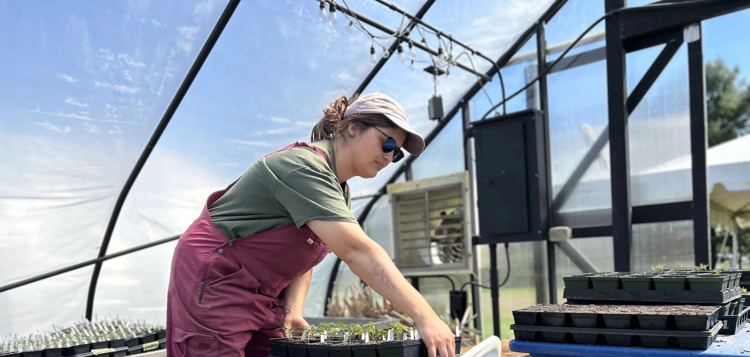 Staff move plants in the greenhouse
