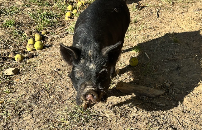 Otis