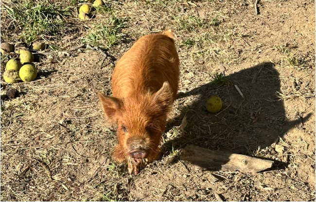 Penny