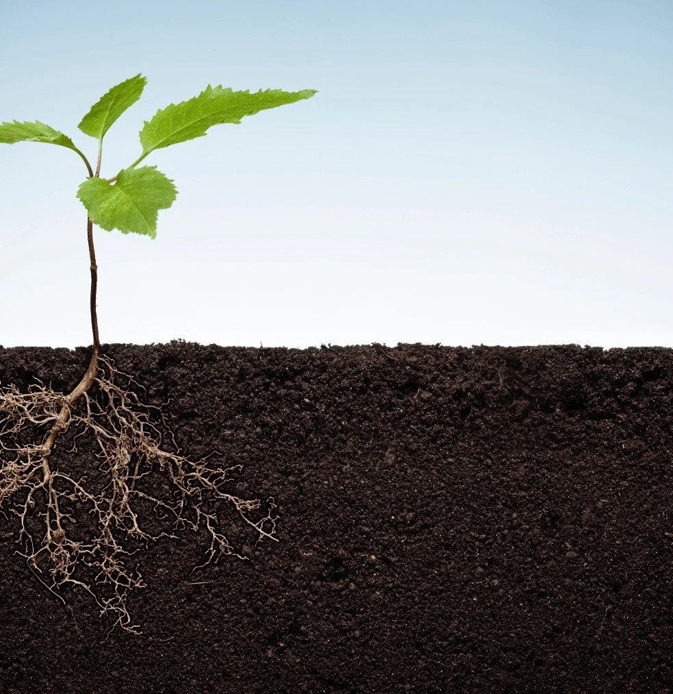 Roots