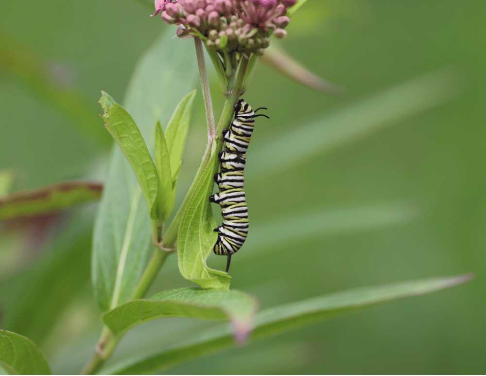 A monarch butterfly caterpillar at Crown Point