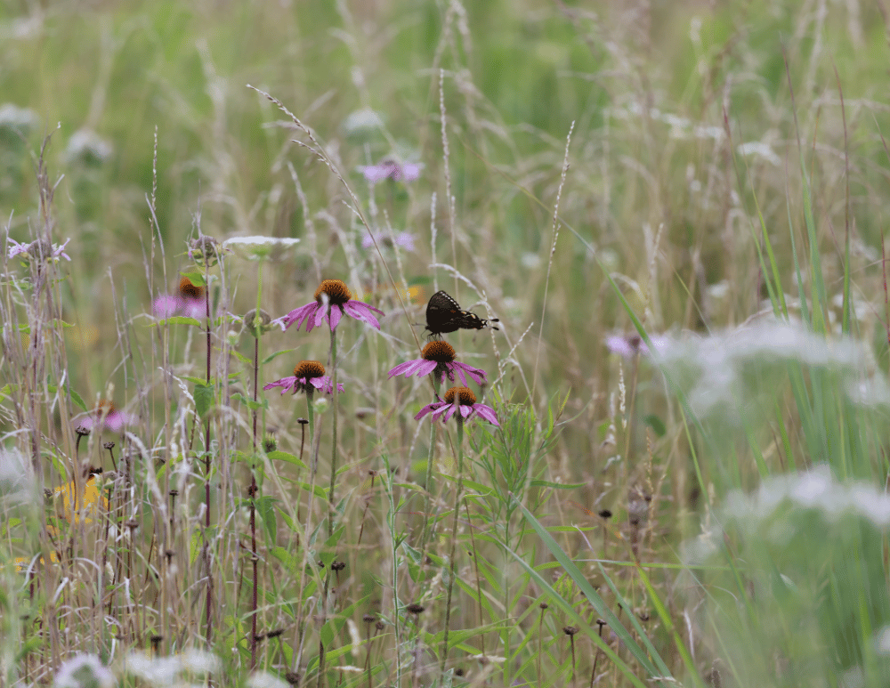 The open prairie and land at Crown Point