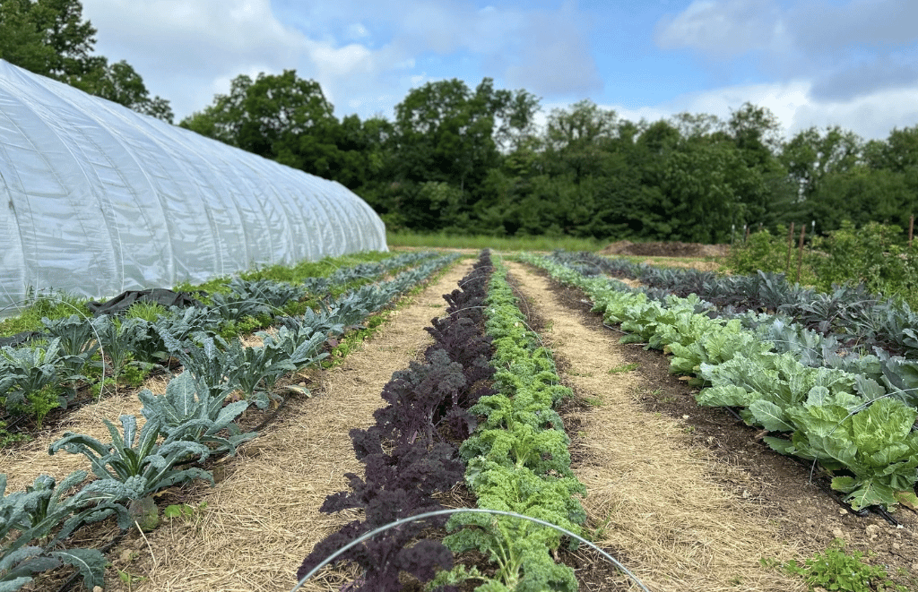 Crown Point's certified organic fields