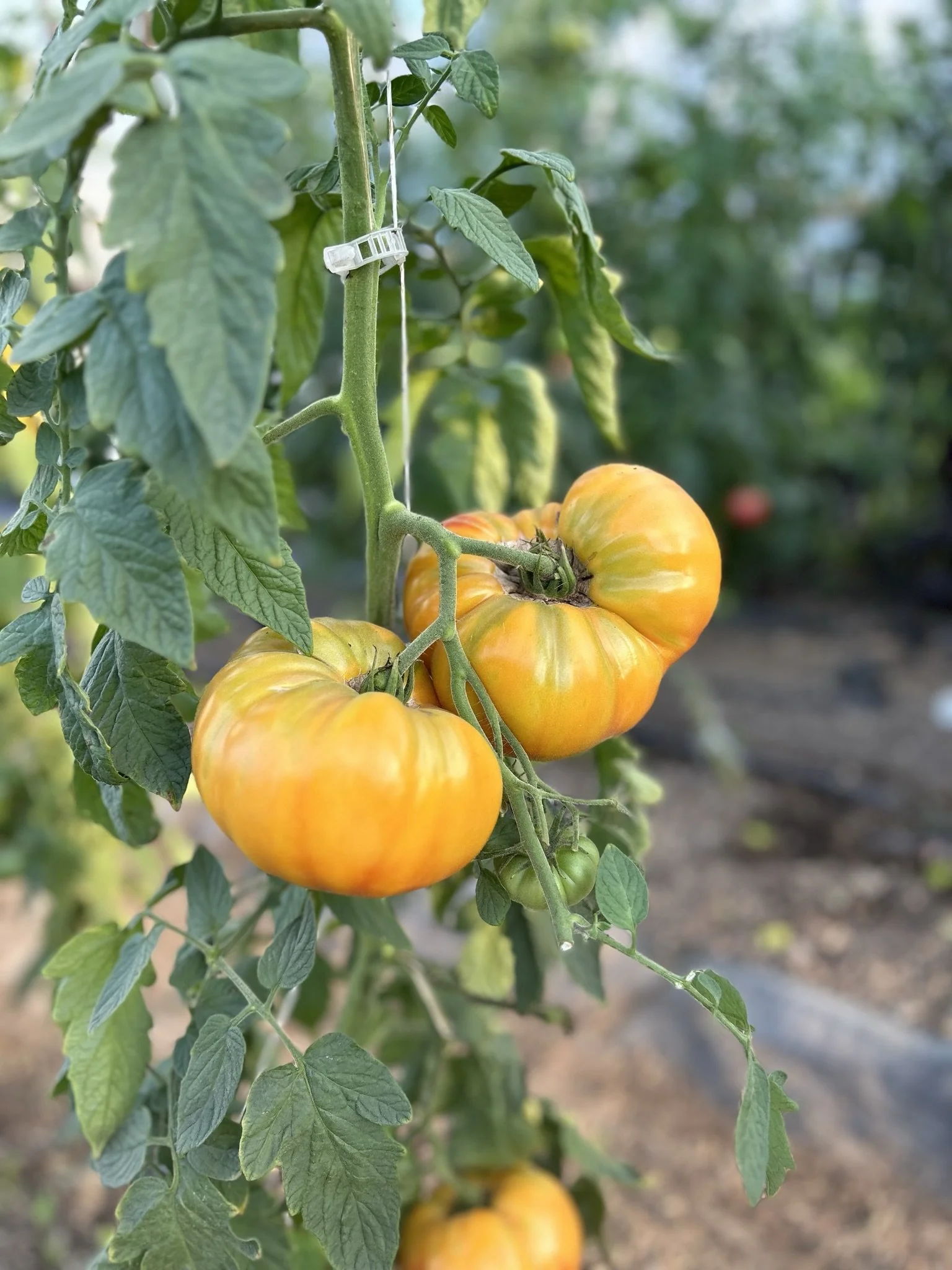 Tomatoes