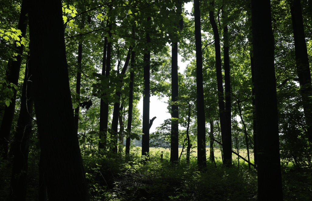 Woodland hikes at Crown Point