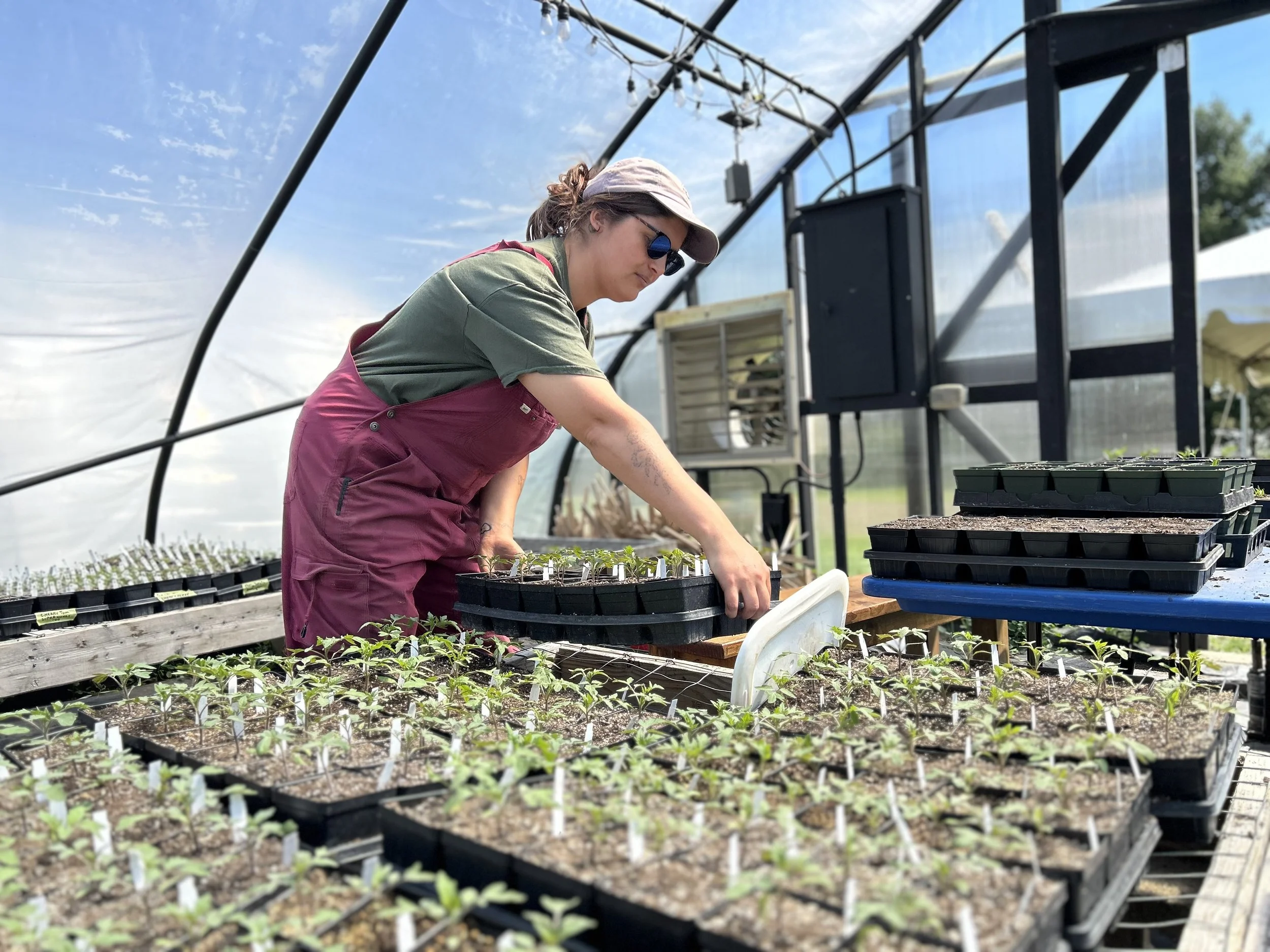 Staff move plants in the greenhouse