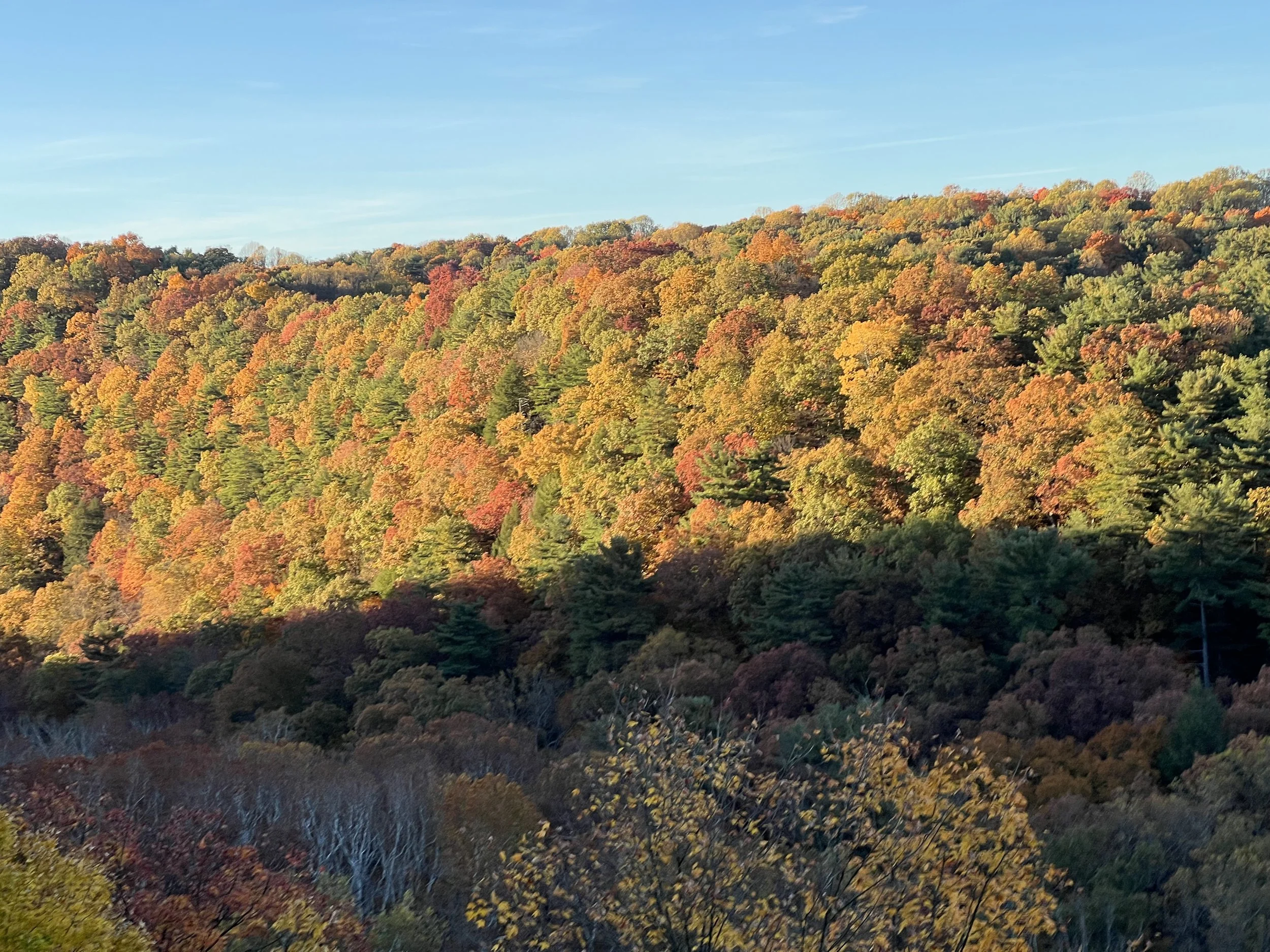Forest scenery at Mohican